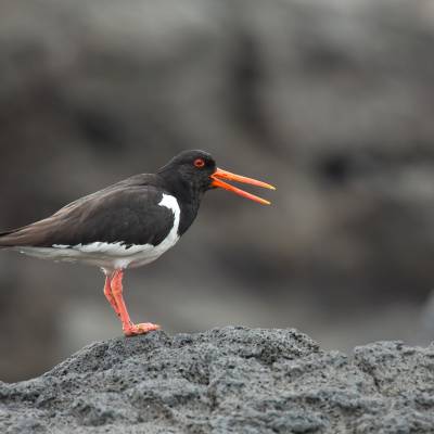 Eurasian oystercatcher