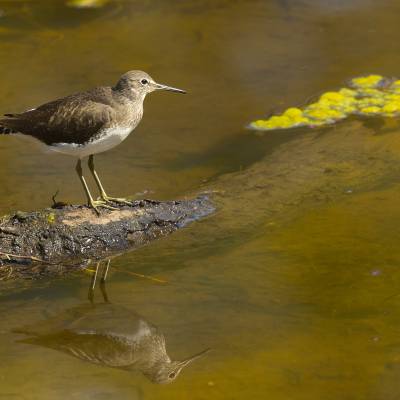 Wood sandpiper