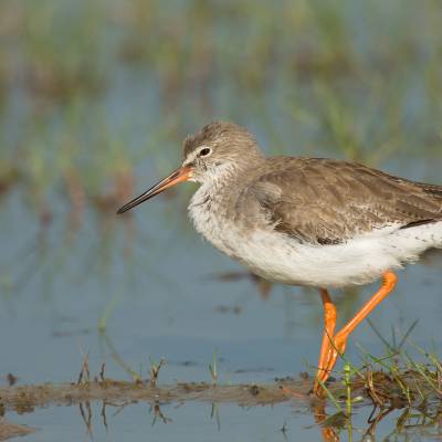 Common redshank