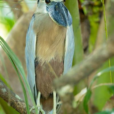 Boat-billed heron