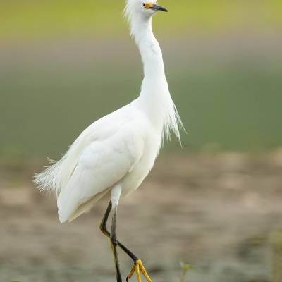 Snowy egret