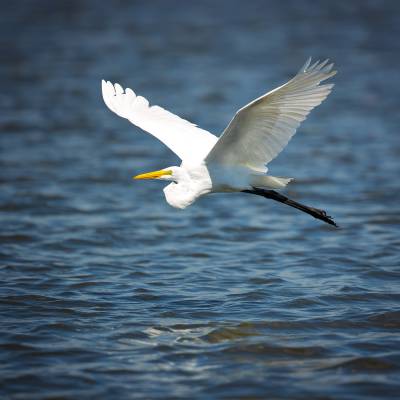 Great egret