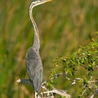 Purple heron