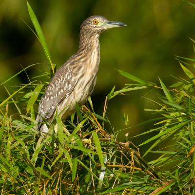 Chinese pond heron