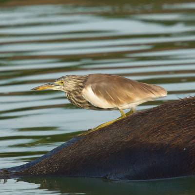 Indian pond heron