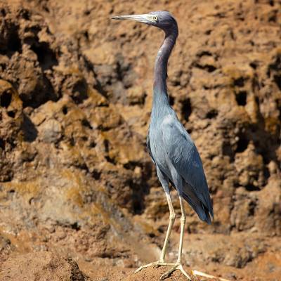 Little blue heron