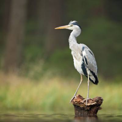 Grey heron