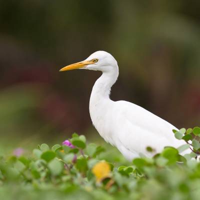 Medium egret