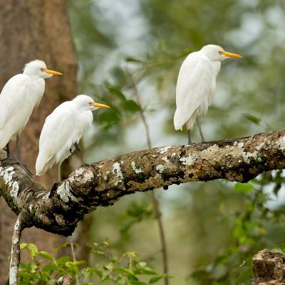 Cattle egret