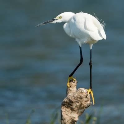 Little egret