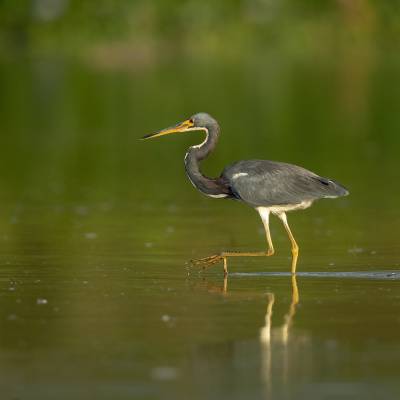 Tricolored heron