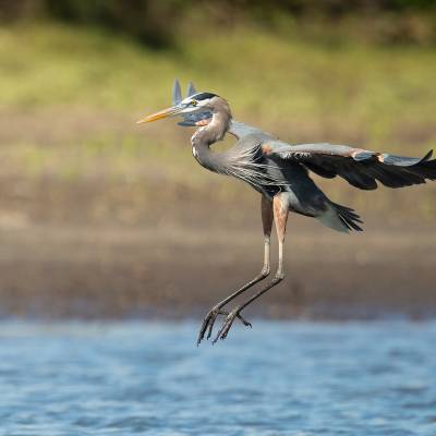 Great blue heron