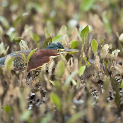 Green heron