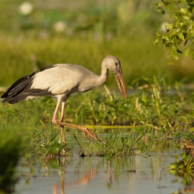 Asian openbill